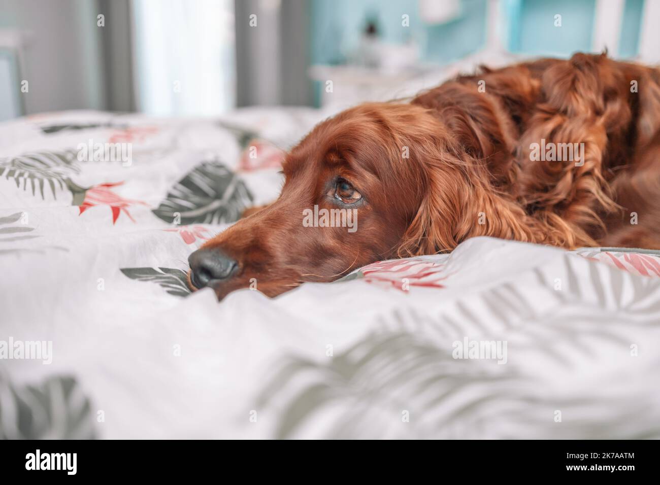 Cucciolo di cane Irish Setter sotto una calda coperta bianca su un letto a casa. Animali domestici in camera. Hotel in cui sono ammessi gli animali domestici. Viaggia con un animale domestico. Foto Stock