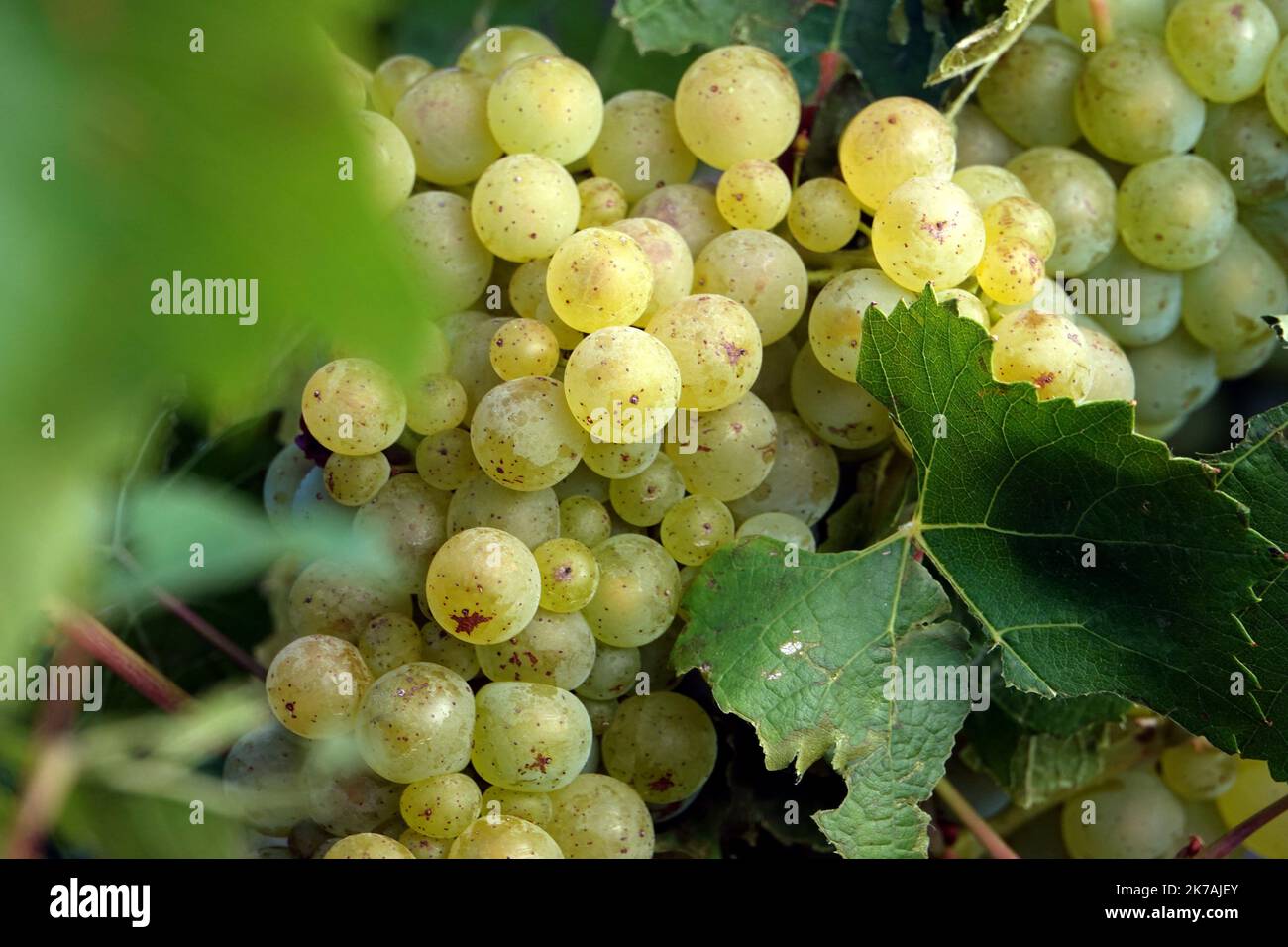 ©PHOTOPQR/L'EST REPUBLICAIN/ALEXANDRE MARCHI ; SAINT LUMIER EN CHAMPAGNE ; 26/08/2020 ; AGRICOLTURA VITICOLTURA - VENDANGES EN CHAMPAGNE - MARNE - RECOLTE - UVA PASSA BLANCS - UVA PASSA BLANC - VIGNES - VIGNE - OENOLOGIE. Saint Lumier en Champagne 26 août 2020. Une grappe de raisin blanc sur un pied de vigne. FOTO Alexandre MARCHI. - Vendemmia nella zona Champagne, Francia, il 26th 2020 agosto Foto Stock