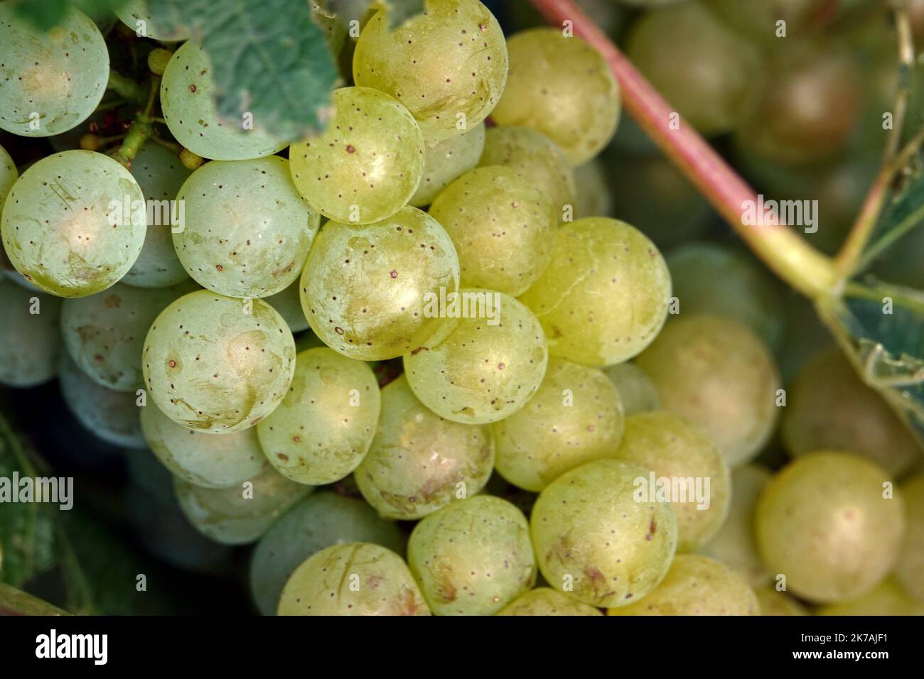 ©PHOTOPQR/L'EST REPUBLICAIN/ALEXANDRE MARCHI ; SAINT LUMIER EN CHAMPAGNE ; 26/08/2020 ; AGRICOLTURA VITICOLTURA - VENDANGES EN CHAMPAGNE - MARNE - RECOLTE - UVA PASSA BLANCS - UVA PASSA BLANC - VIGNES - VIGNE - OENOLOGIE. Saint Lumier en Champagne 26 août 2020. Une grappe de raisin blanc sur un pied de vigne. FOTO Alexandre MARCHI. - Vendemmia nella zona Champagne, Francia, il 26th 2020 agosto Foto Stock