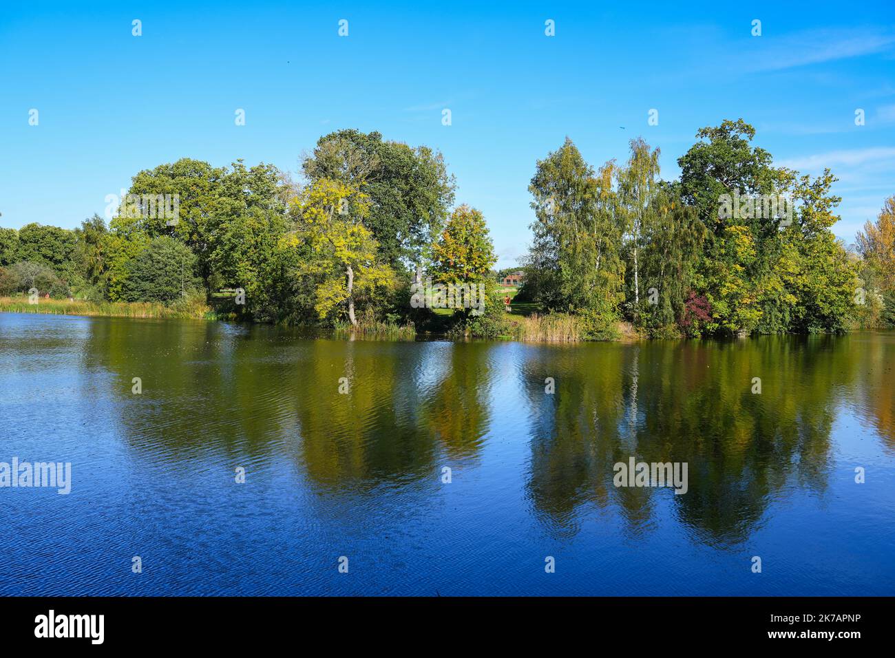 Colori autunnali sugli alberi che si riflettono in un lago di pesca a Patsull Park, South Staffordshire Foto Stock