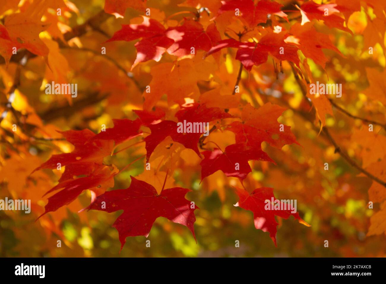 Albero di acero colorato durante l'autunno in Vermont. Bellissimo New England. Foto Stock