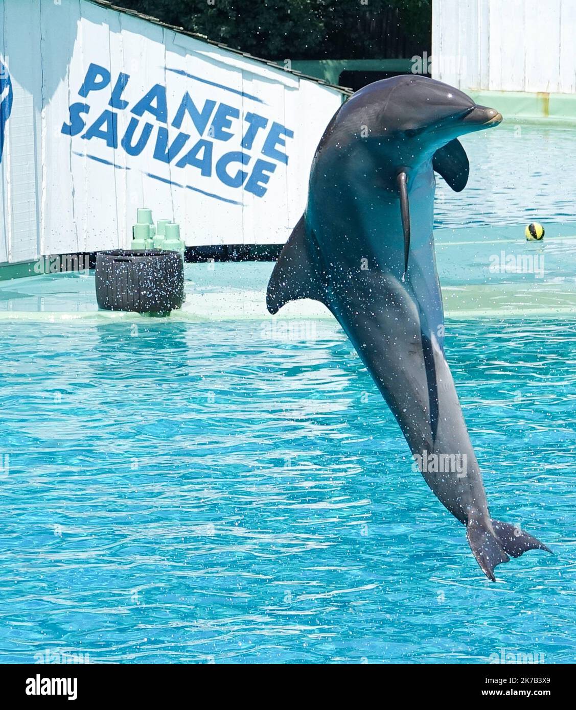 ©PHOTOPQR/OUEST FRANCE/Franck Dubray ; Port Saint Père ; 09/06/2018 ; la ministre de la Transition écologique Barbara Pompili a annoncé la fin progressive de la présence d’animaux sauvages dans les cirques airsi que dans les delphinariums. Spectacle avec dauphin au parc zoo Planete sauvage de Port Saint Père - Francia ha detto Martedì (29 settembre) ha previsto di 'gradualmente' vietare le aziende agricole di visone nel paese, nonché l'uso di animali selvatici nei circhi in viaggio e l'allevamento di delfini e orche in cattività. Foto Stock