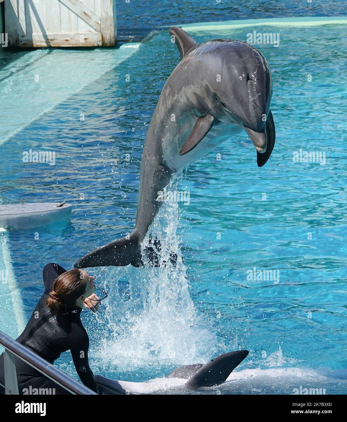 ©PHOTOPQR/OUEST FRANCE/Franck Dubray ; Port Saint Père ; 09/06/2018 ; la ministre de la Transition écologique Barbara Pompili a annoncé la fin progressive de la présence d’animaux sauvages dans les cirques airsi que dans les delphinariums. Spectacle avec dauphin au parc zoo Planete sauvage de Port Saint Père - Francia ha detto Martedì (29 settembre) ha previsto di 'gradualmente' vietare le aziende agricole di visone nel paese, nonché l'uso di animali selvatici nei circhi in viaggio e l'allevamento di delfini e orche in cattività. Foto Stock