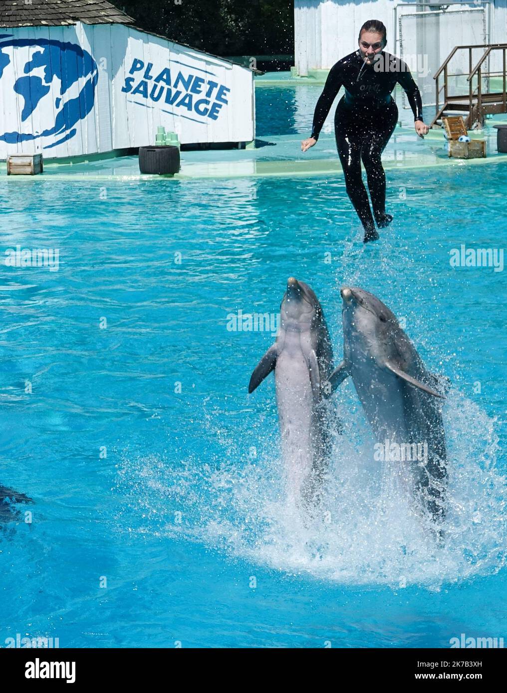 ©PHOTOPQR/OUEST FRANCE/Franck Dubray ; Port Saint Père ; 09/06/2018 ; la ministre de la Transition écologique Barbara Pompili a annoncé la fin progressive de la présence d’animaux sauvages dans les cirques airsi que dans les delphinariums. Spectacle avec dauphin au parc zoo Planete sauvage de Port Saint Père - Francia ha detto Martedì (29 settembre) ha previsto di 'gradualmente' vietare le aziende agricole di visone nel paese, nonché l'uso di animali selvatici nei circhi in viaggio e l'allevamento di delfini e orche in cattività. Foto Stock