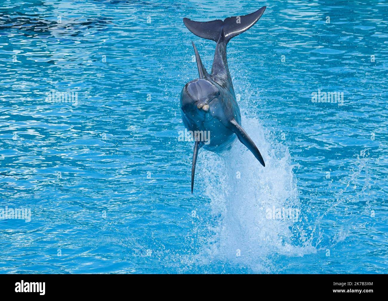 ©PHOTOPQR/OUEST FRANCE/Franck Dubray ; Port Saint Père ; 09/06/2018 ; la ministre de la Transition écologique Barbara Pompili a annoncé la fin progressive de la présence d’animaux sauvages dans les cirques airsi que dans les delphinariums. Spectacle avec dauphin au parc zoo Planete sauvage de Port Saint Père - Francia ha detto Martedì (29 settembre) ha previsto di 'gradualmente' vietare le aziende agricole di visone nel paese, nonché l'uso di animali selvatici nei circhi in viaggio e l'allevamento di delfini e orche in cattività. Foto Stock