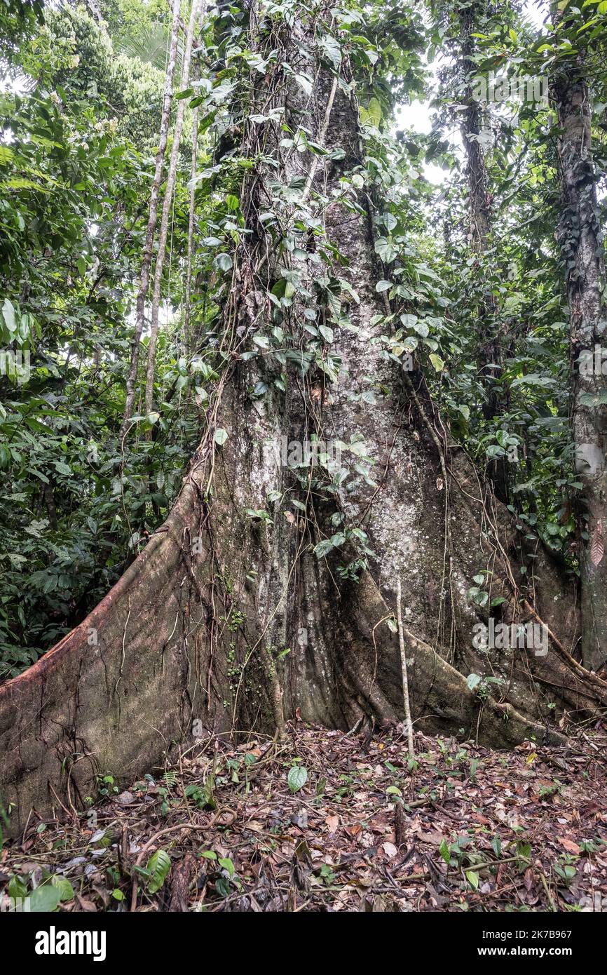 ©Olivier Donnars / le Pictorium/MAXPPP - Olivier Donnars / le Pictorium - 24/11/2019 - Perou / Madre de Dios - vegetazione tropicale de la Reserve nationale de Tambopata, l'une des Plus riches au monde en biodiversite. Elle abrite pas moins de 1847 espe`ces de plantes, 755 d'oiseaux et 259 de poissons. Vegetazione tropicale de la Reserve nationale de Tambopata, l'une des Plus riches au monde en biovelisite. Elle abrite pas moins de 1847 espe`ces de plantes, 755 d'oiseaux et 259 de poissons. / 24/11/2019 - Perù / Madre de Dios - vegetazione tropicale nella riserva nazionale di Tambopata, una delle Foto Stock