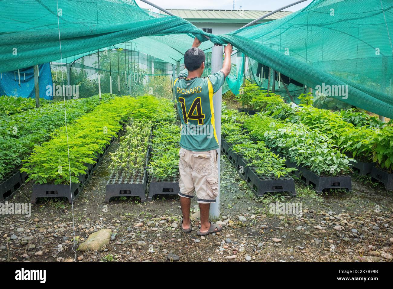 ©Olivier Donnars / le Pictorium/MAXPPP - Olivier Donnars / le Pictorium - 19/11/2019 - Perou / Madre de Dios - A Mazuco, a 120 km de Puerto Maldonado, capitale de la region de Madre de Dios, Une pepiniere installee par le Centro de innovacion cientifica Amazonica (Cincia) ou poussent 14 especes d'arbres. Pour restaurer la magnifique fore^t tropico de la Reserve de Tambopata, les autorites peruviennes ont fait le pari fou de tout reboiser. CES especes ont ete selectionnees pour leurs capacites a pousser dans un sol appauvri et degradi. Les 140 000 impianti iront reboiser les terres deforestees Foto Stock