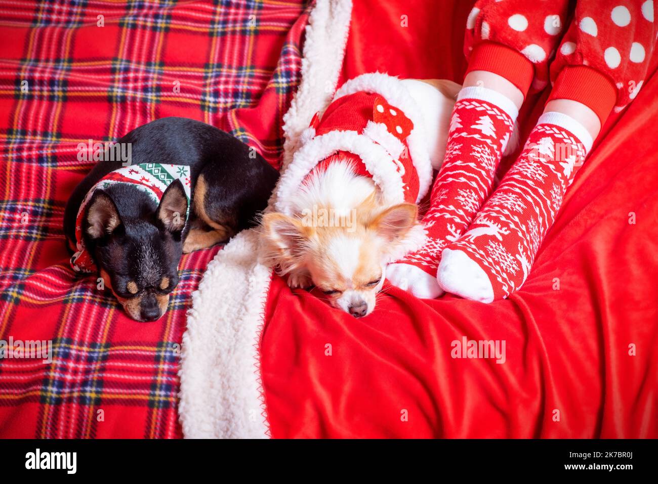 Due cani chihuahua nei vestiti di Capodanno su un divano su una coperta. Cani ai piedi del proprietario. Foto Stock