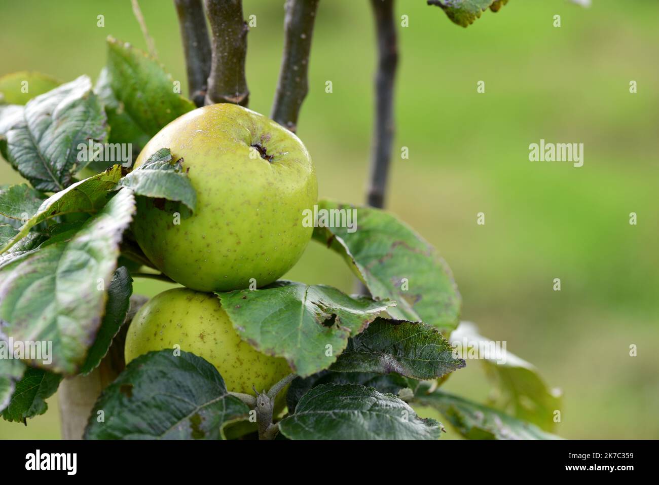 Mele verdi che crescono in un frutteto di comunità Foto Stock