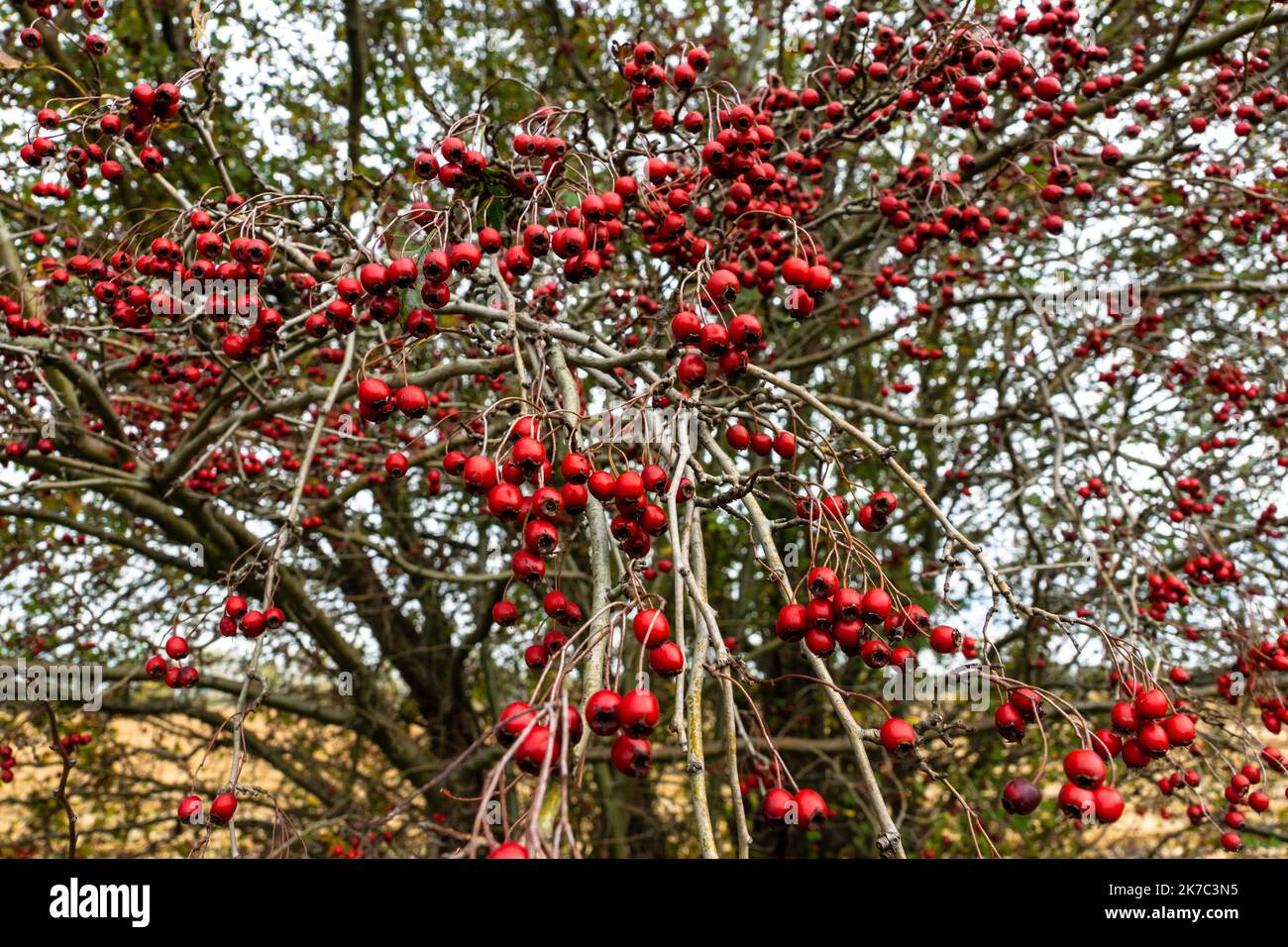 Biancospino, arbusto spinoso o albero della famiglia delle rose, con piccoli frutti rossi scuri (zampe). Nativo alle regioni temperate del nord, è usato comunemente per hed Foto Stock