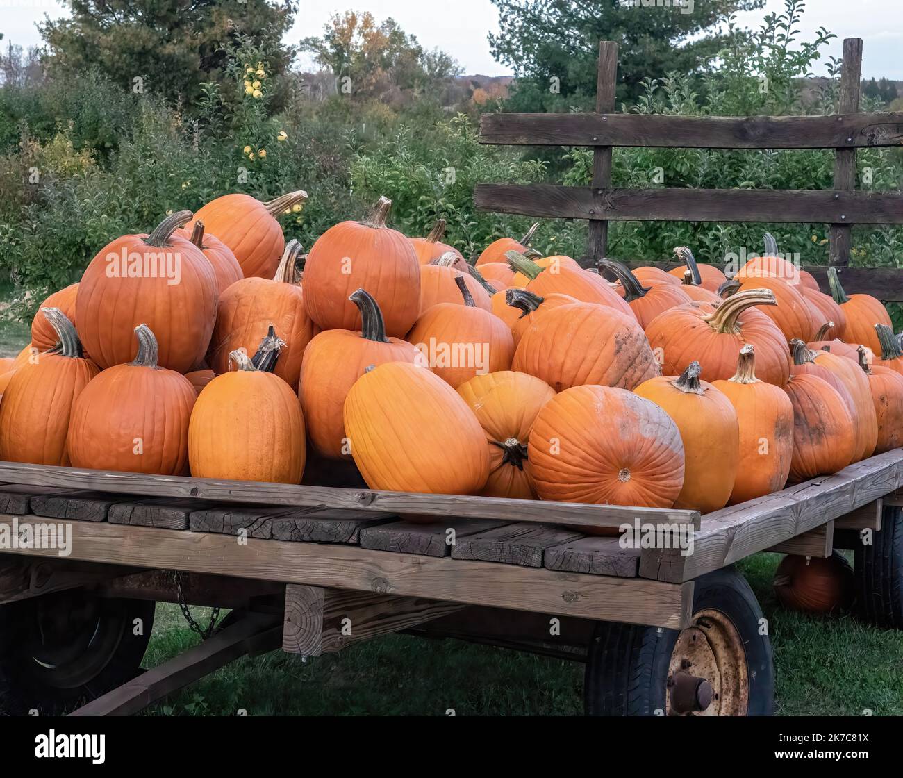 Carico del carro pieno delle zucche di caduta per la vendita in un giorno di autunno a Pleasant Valley Orchard in Shafer, Minnesota USA. Foto Stock