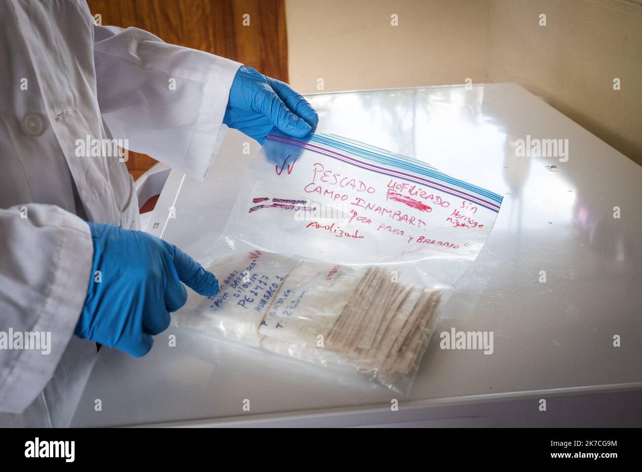 ©Olivier Donnars / le Pictorium/MAXPPP - Olivier Donnars / le Pictorium - 26/11/2019 - Perou / Madre de Dios - dans le laboratoire du Centro de innovacion cientifica Amazonica (Cincia) a cote de Puerto Maldonado. Claudia Vega, sa responsable, montre un echantillon de poisson congestele , serva a mesurer le taux de metil-mercure assorbe par les poissons de la region de Madre de Dios. / 26/11/2019 - Perù / Madre de Dios - nel laboratorio del Centro de innovacion cientifica Amazonica (Cincia) vicino a Puerto Maldonado. Claudia Vega, suo manager, mostra un campione di pesce congelato, usato per misurare Foto Stock