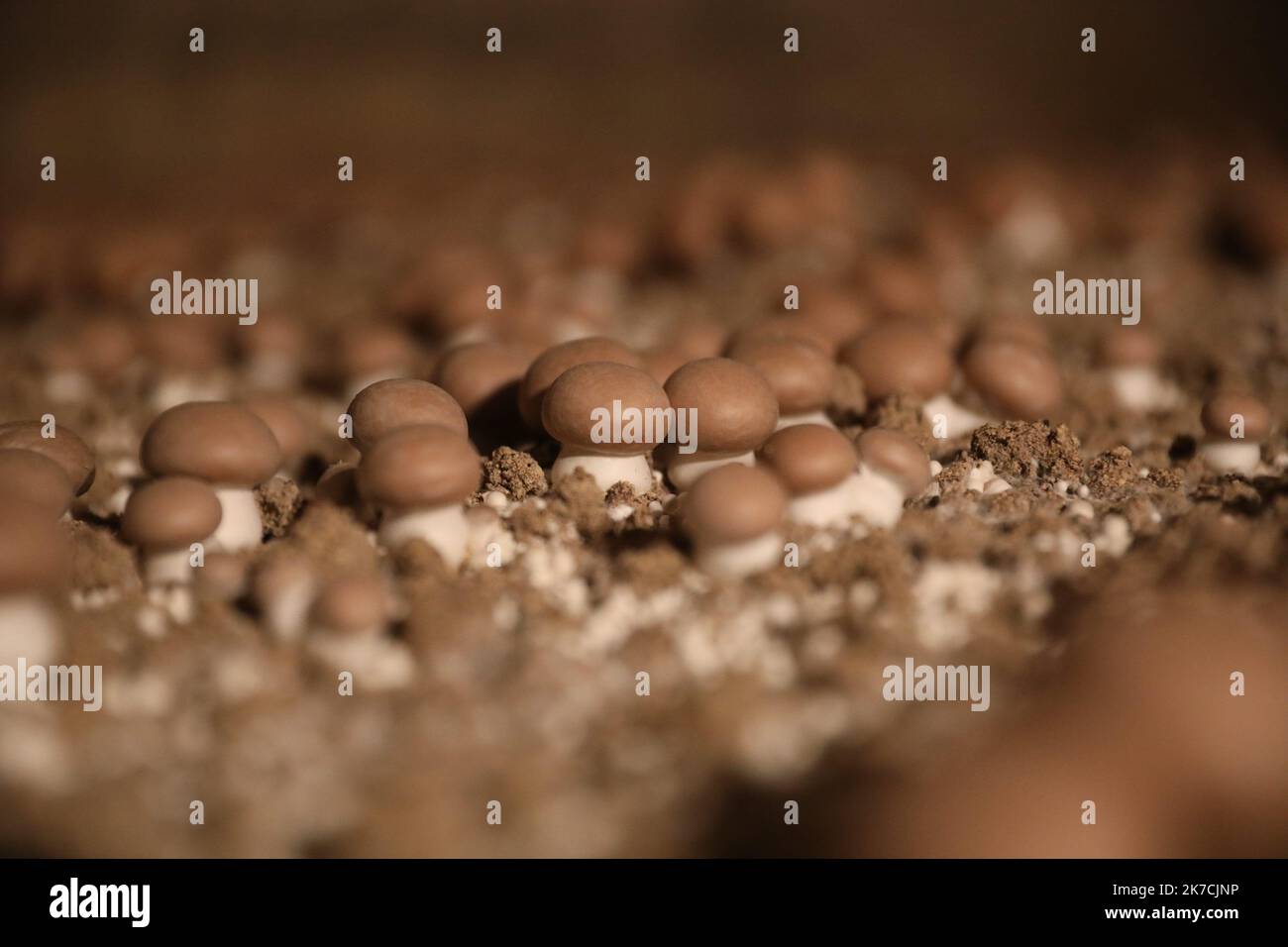 ©PHOTOPQR/LE PARISIEN/ARNAUD JOURNOIS ; CARRIERES SUR SEINE ; 15/12/2020 ; LA CHAMPIGNONNIERE DES ALOUETTES A CARRIERES SUR SEINE , L'UN DES CINQ DERNIERS ENFROITS ONT SONT CULTIVES LES CELEBRES CHAMPIGNONS DE PARIS EN ILE DE FRANCE - CARRIERES SUR SEINE, FRANCE, DEC 2000. Produzione funghi Agaricus bisporus Foto Stock