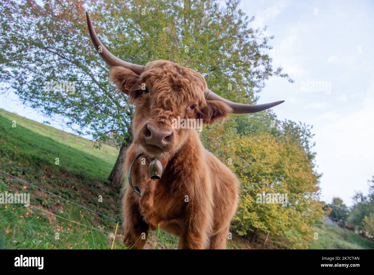 La razza bovina Highlanad è nota per la sua rusticità e la sua resistenza agli ambienti estremi Foto Stock