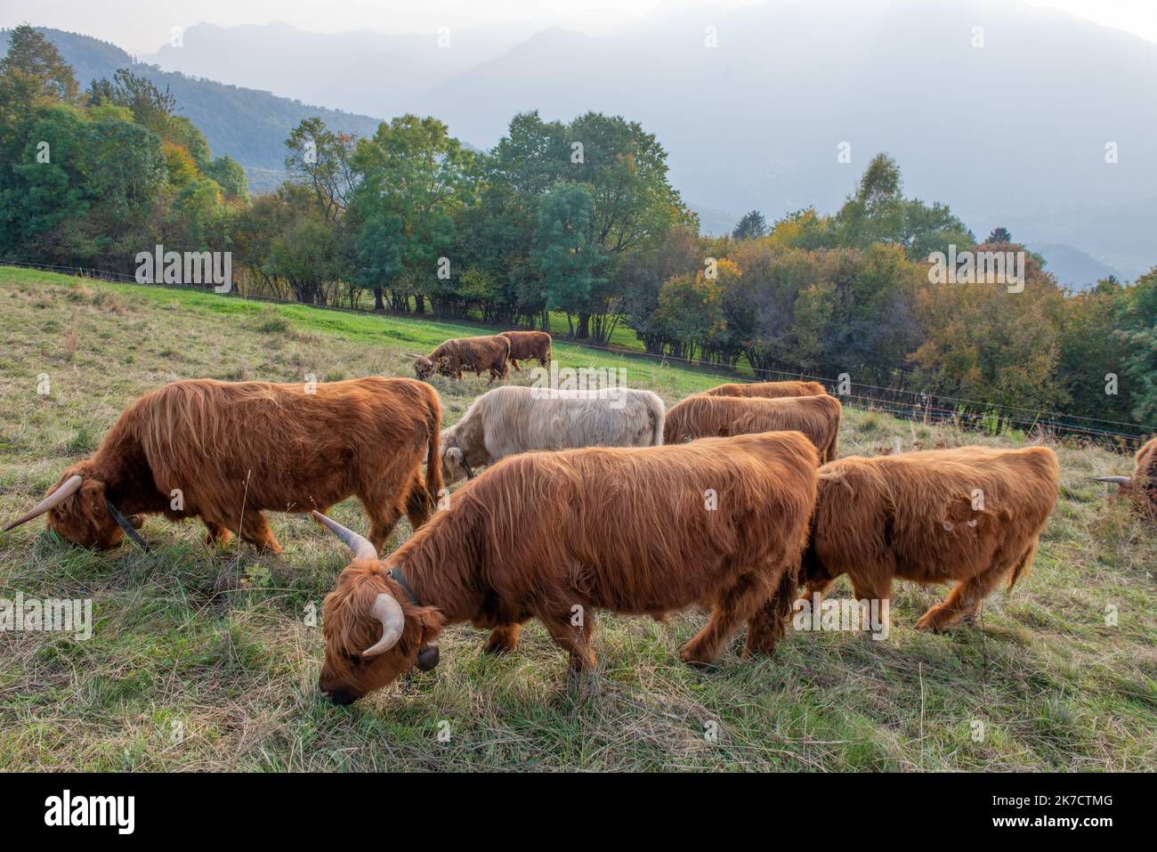 La razza bovina Highlanad è nota per la sua rusticità e la sua resistenza agli ambienti estremi Foto Stock