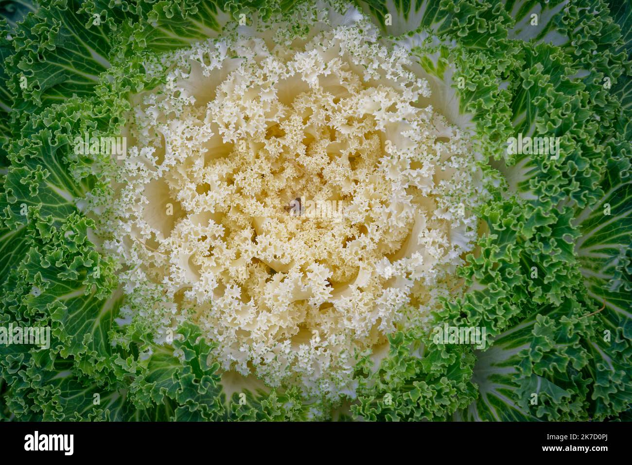 Cavolo decorativo in un letto di fiori. Primo piano Brassica oleracea var. Acephala. Foto Stock