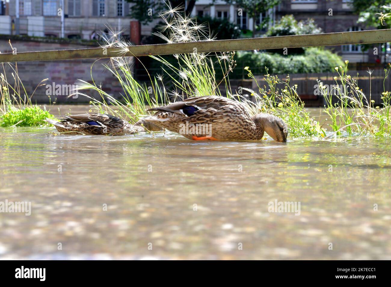 ©Franck KOBI/MAXPPP ; Strasbourg ; 16/07/2021 ; les fortes pluies favorisent la montée des eaux comme ici le long des Quais au centre ville de Strasbourg - Floods in Strasngourg, Francia, il 16th 2021 luglio Foto Stock