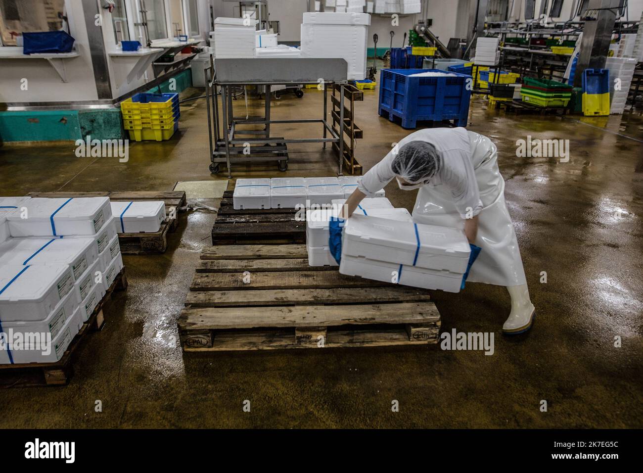 ©Sadak Souici / le Pictorium/MAXPPP - Sadak Souici / le Pictorium - 16/12/2020 - Francia / Bretagne / Lorient - dans l'atelier, les douze femmes sont a des postes bien definis : levage des filets, decoupe, depose de la glace, mise en bac pour l'expedition. Il fait froid, le soleil n'est pas leve et le bruit mecanique des machines gronde aux quatre Coins de la piece. « Su sait quand su cominciate, jamais quand su finit : ca depend des commandes », explicique celle qui prefere etre appelee Francoise, avant de transporter un bac d'une dizaine de kilos sur une palette. Non reconnues en mer, ou elles so Foto Stock