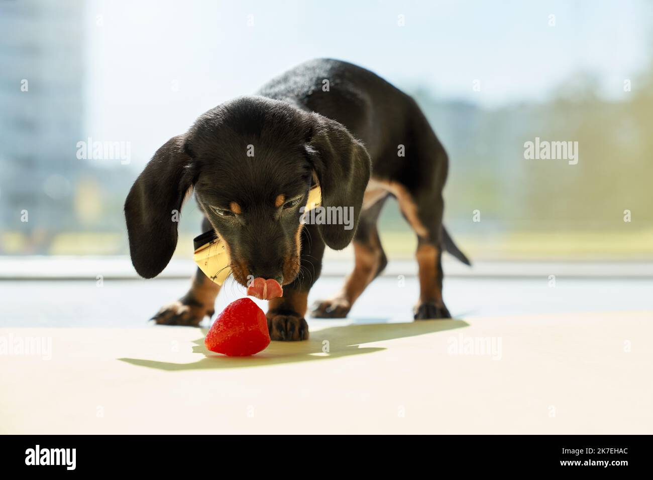 Vista frontale di divertente, piccolo dachshund cucciolo in piedi, giocare con fragola, mangiare, leccare. Carino cucciolo nero con zampe marroni e collo guardando verso il basso. Concetto di animali. Foto Stock