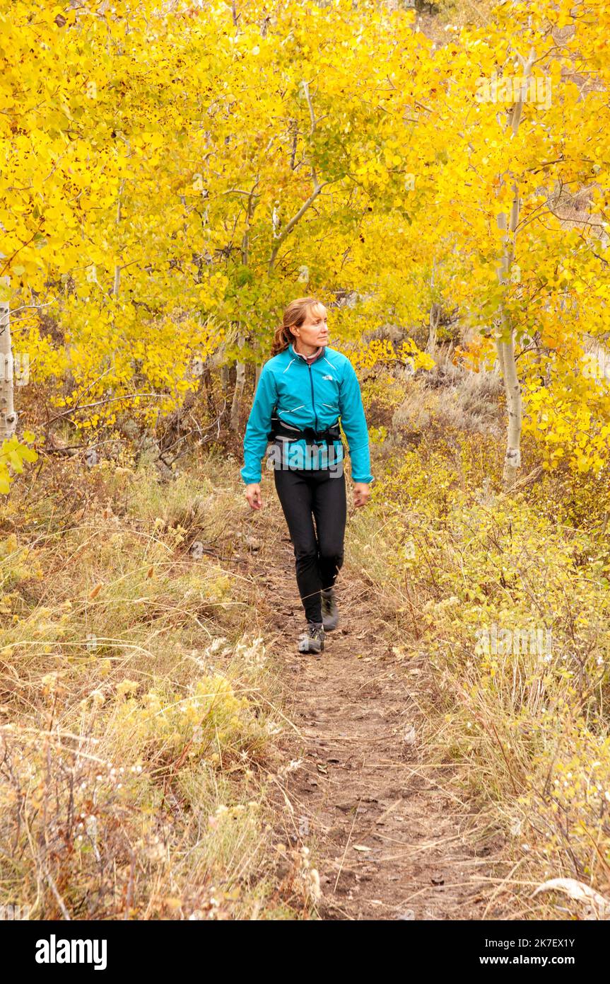 Una donna che fa escursioni tra gli alberi di Aspens nel City of Rock state Park, Idaho. Foto Stock