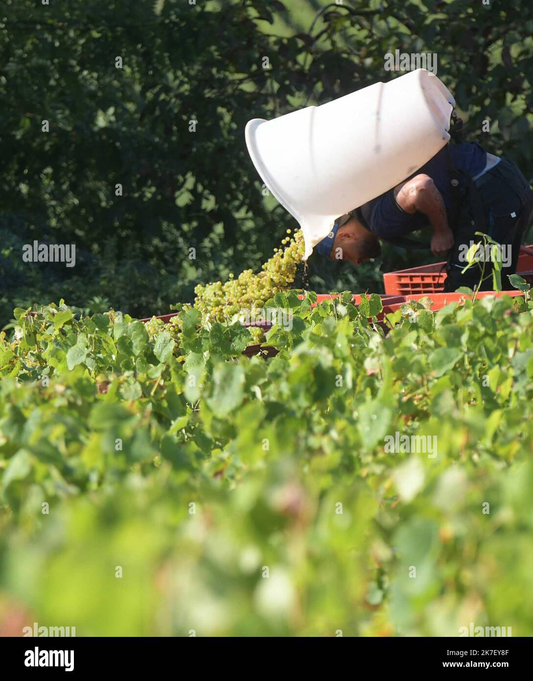 ©PHOTOPQR/LE PROGRES/Philippe TRIAS - 21/09/2021 - Domaine Maire et fils, Arbois, 21 settembre 2021 -Journée de vendanges au domaine Maire et fils. Un centaine de vendangeurs a œuvré dans le vignoble d'Arbois pour cette maigre récole. - Vendemmia nel nord-est della Francia, al sept 21st 2021 Foto Stock