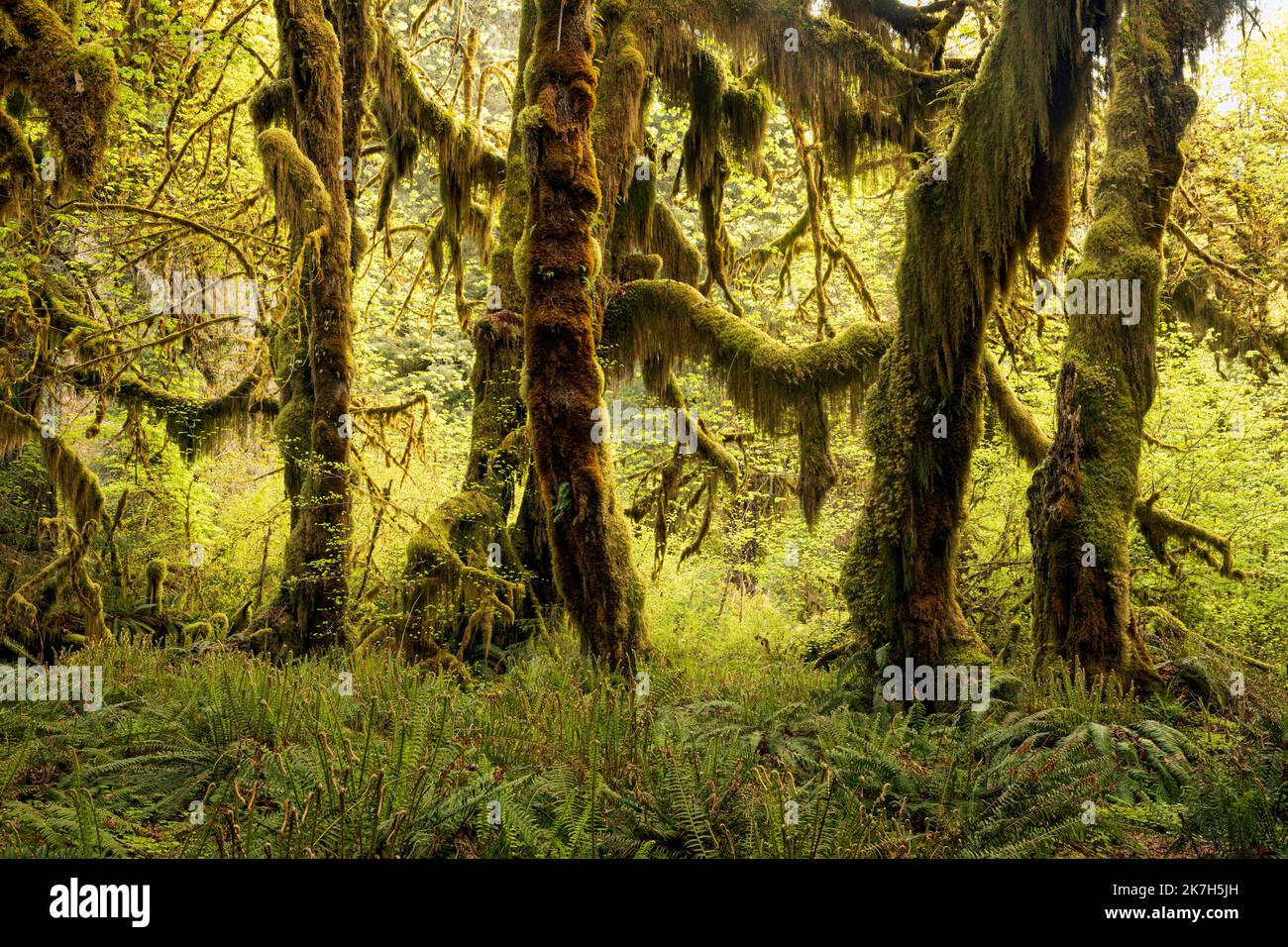 WA22322-00...WASHINGTON - grandi alberi di acero delle foglie ricoperti di muschio nella Hall of Mosses nella foresta pluviale di Hoh del Parco Nazionale Olimpico. Foto Stock