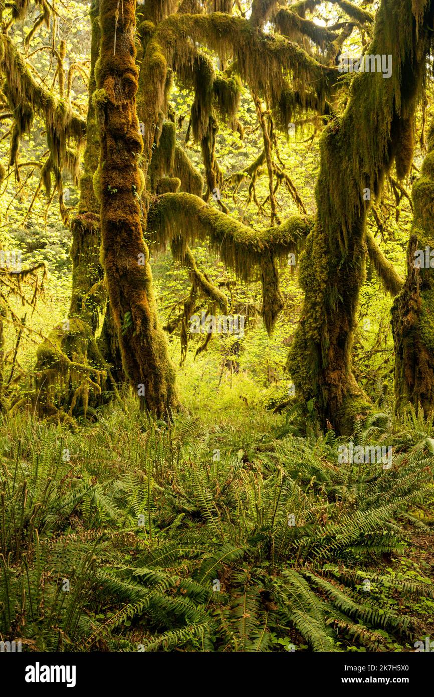 WA22323-00...WASHINGTON - grandi alberi di acero delle foglie ricoperti di muschio nella Hall of Mosses nella foresta pluviale di Hoh del Parco Nazionale Olimpico. Foto Stock