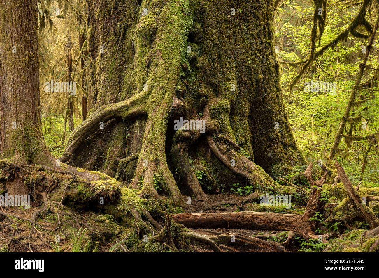 WA22326...WASHINGTON - massiccio albero di cedro rosso occidentale che cresce nella zona di Hall of Mosses della foresta pluviale di Hoh nel Parco Nazionale Olimpico. Foto Stock