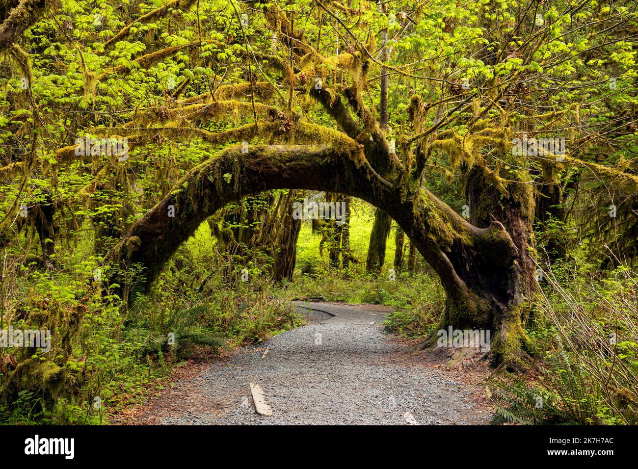 WA22328-00...WASHINGTON - Un ramo rotto di acero di foglia grande che genera un arco nella Hall of Mosses nella foresta pluviale di Hoh del parco nazionale olimpico. Foto Stock