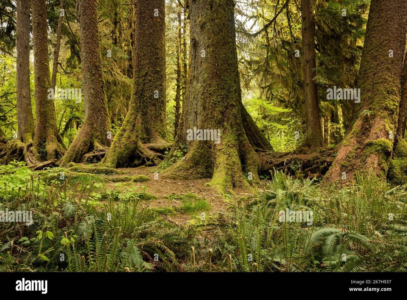 WA22336-00...WASHINGTON - questa linea di alberi ha cominciato le loro vite su un ceppo dell'infermiera nella foresta pluviale di Hoh del parco nazionale olimpico. Foto Stock