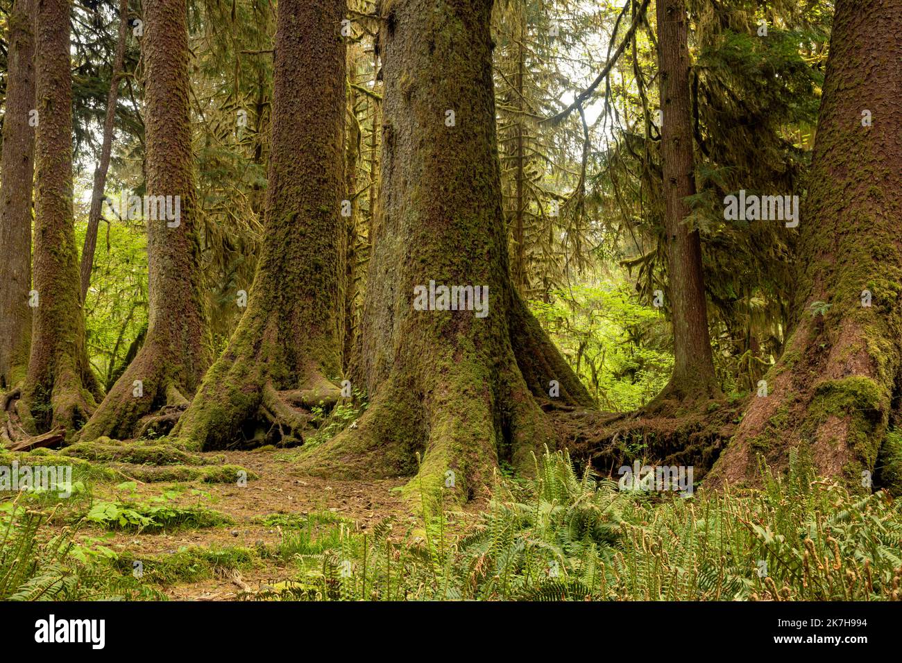 WA22337-00...WASHINGTON - questa linea di alberi ha cominciato le loro vite su un ceppo dell'infermiera nella foresta pluviale di Hoh del parco nazionale olimpico. Foto Stock