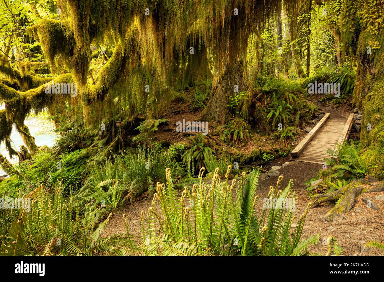 WA22344-00...WASHINGTON - albero di acero di foglia grande coperto di muschio visto lungo il percorso del fiume di Hoh nella foresta pluviale di Hoh nel parco nazionale olimpico. Foto Stock