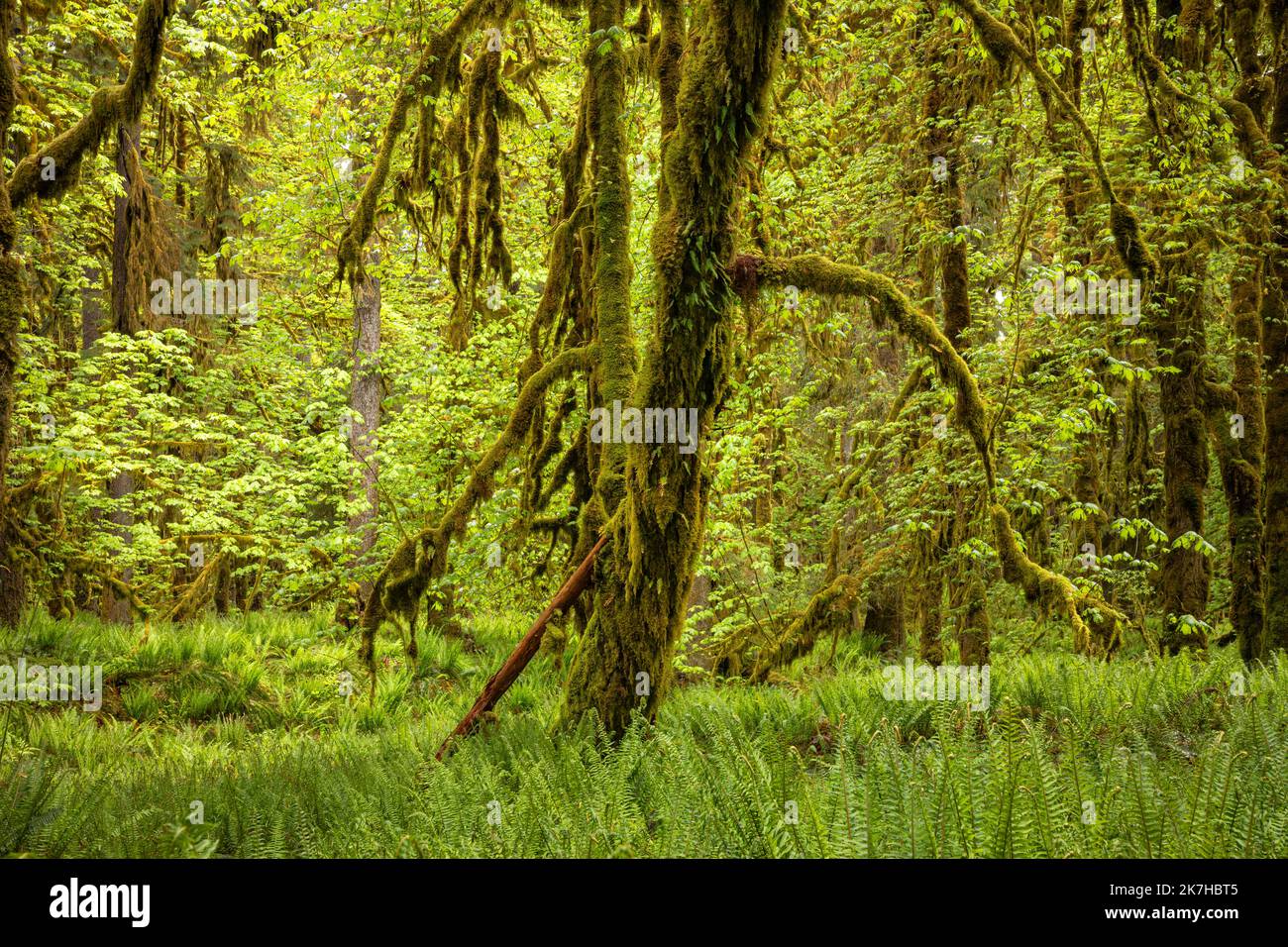 WA22351-00...WASHINGTON - Moss e felci coperti acero grandi foglie sorgono da un pavimento di foresta coperto in Western Sword Ferns a Graves Creek, ONP. Foto Stock