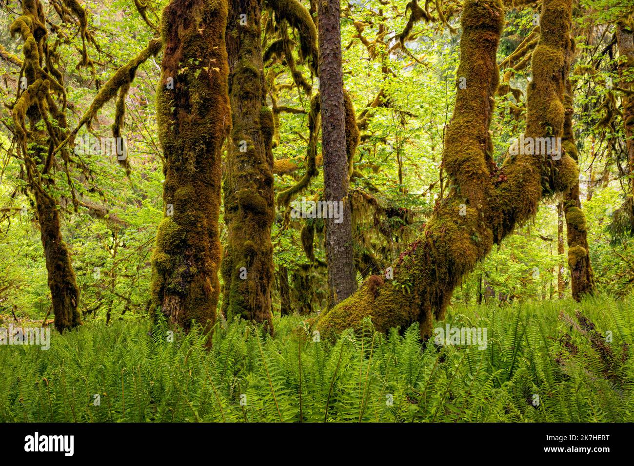 WA223609-00...WASHINGTON - Moss e felce ricoperte di acero di foglie grandi e felci di spada occidentale nella foresta pluviale di Quinault, Parco Nazionale Olimpico. Foto Stock