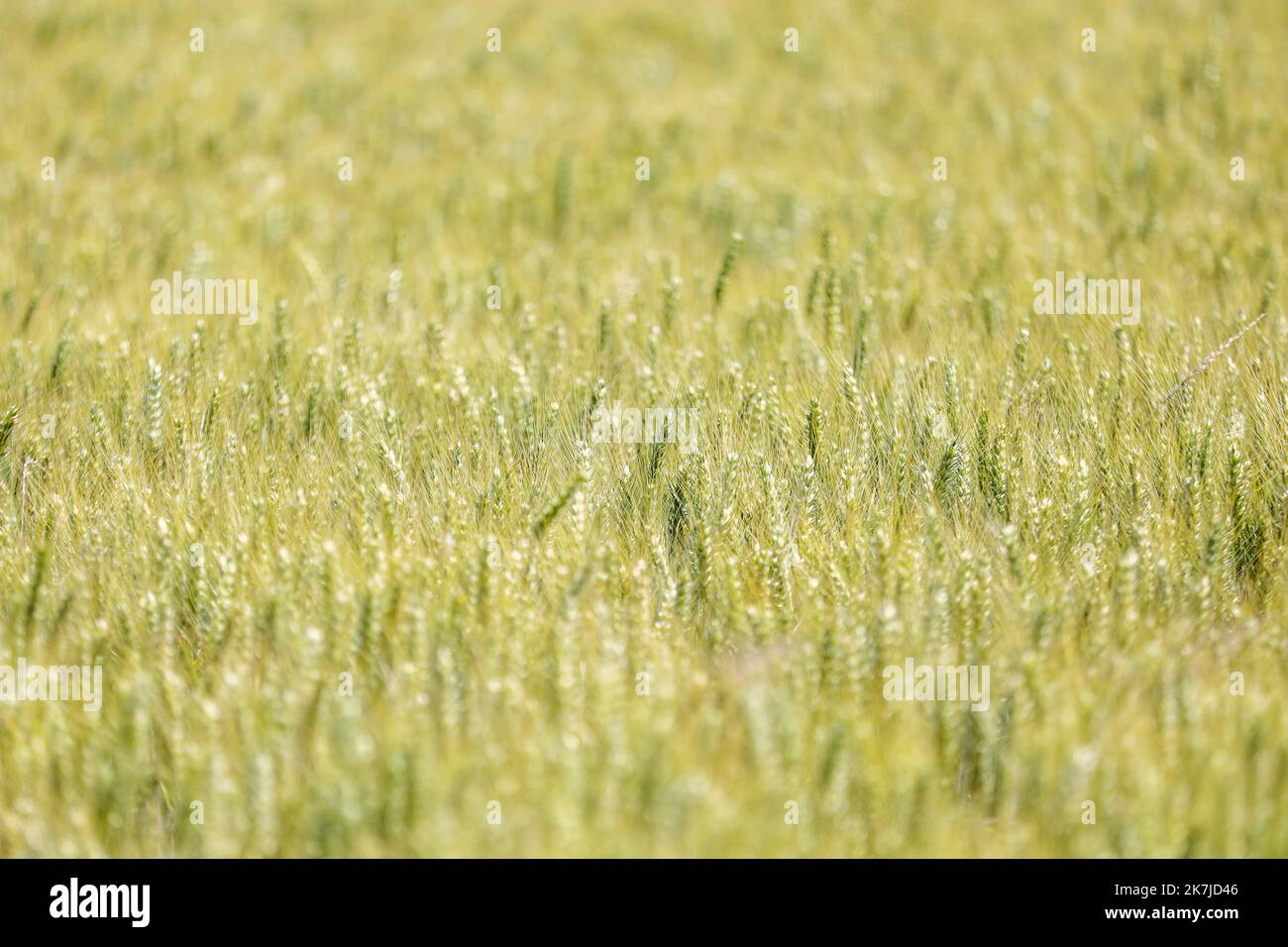 ©PHOTOPQR/VOIX DU NORD/Thierry Thorel ; 22/06/2022 ; Linselles - le 22 juin 2022 : un champ de ble dans la campagne de la Vallee de la Lys - Photo : Thierry THOREL / la Voix du Nord - FOTO STOCK un campo di grano nella campagna della Francia settentrionale Foto Stock