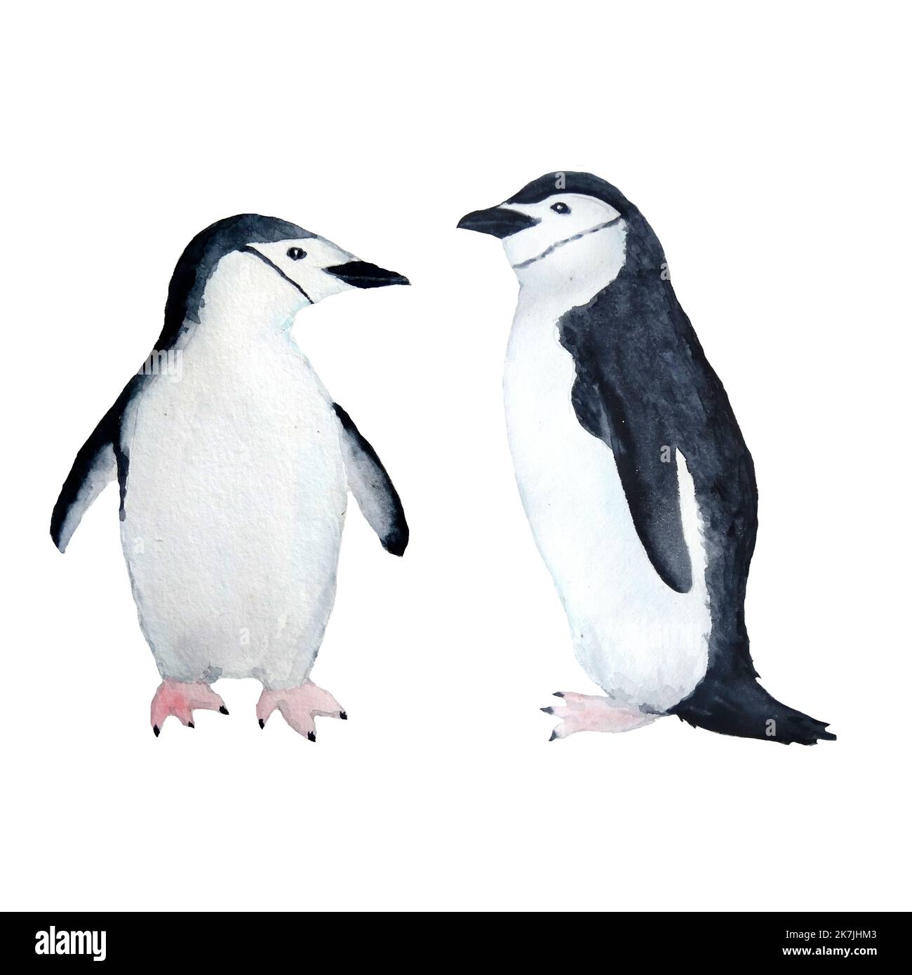 Waterocolor disegno a mano con pinguini artico palo su ghiaccio. Antarctina mare marino oceano anmali migrazione uccelli carino vivaio disegno sfondo su bianco isolato. Acqua adelie imperatore specie Foto Stock