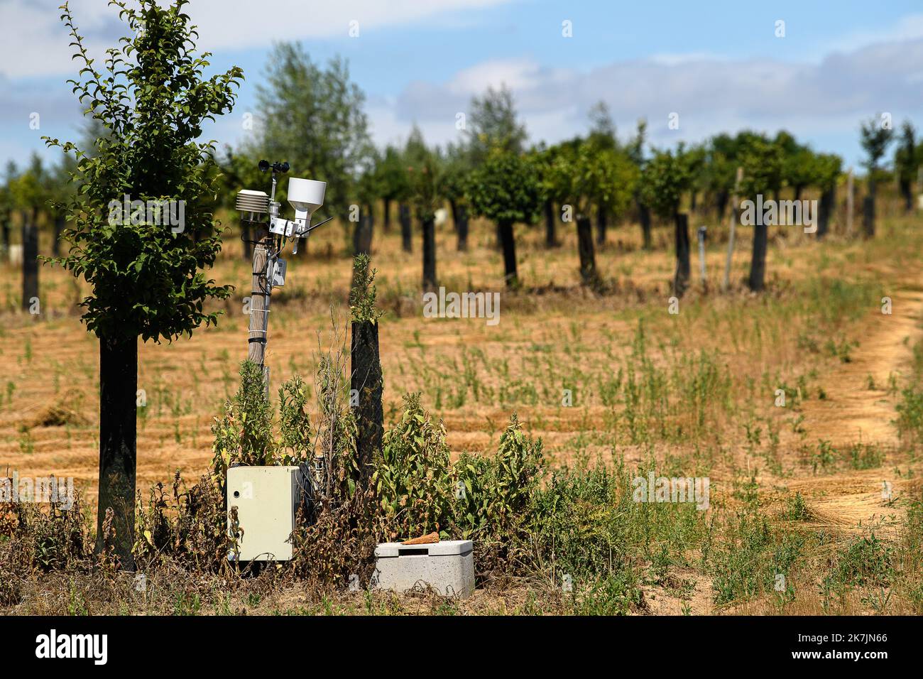 ©PHOTOPQR/VOIX DU NORD/PASCAL BONNIERE ; 09/07/2022 ; RAMECOURT 09.07.2022 Plantation de haies dans des champs PHOTO PASCAL BONNIERE / LA VOIX DU NORD Outil clé de la biodiversité, les haies en bordure de champs et l'agroforesterie intrapellaire permeteurs d'abriteurs des culture, animaux de toutes, prélies de toutes, animaux de tourisprégies, animaux de tens, animaux de toutes la qualité et l’infiltrazione de l’eau dans le sol, stocker du carbone et s'adapter au changement climatique. Uno strumento chiave per la biodiversità, siepi confinanti con i campi e agroforestry intrappezzamento fornire rifugio f Foto Stock