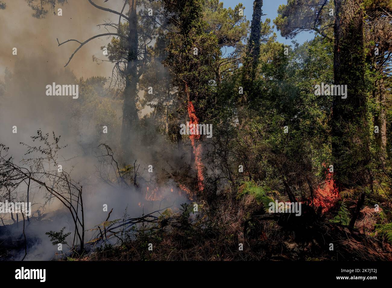 Â-PHOTOPQR/SUD OUEST/GUILLAUME BONNAUD ; BORDEAUX ; 18/07/2022 ; LE 18 JUILLET 2022 / A LA TESTE / INCENDIE DE GIRONDE / PH GUILLAUME BONNAUD / AUTOUR DE LA ROUTE 214 LES POMPIERS AGRANDISSENT LA ROUTE EN FAISANT TOMBER DES ARBRES AFIN DE CREER DES PAR-FEUX - GIRONDE FIRE / 16.000 PERSONE EVACUATE IL LUNEDÌ, Â€œa molto complicato situationÂ€ INTORNO ALLA ROTTA 214 I VIGILI DEL FUOCO ESPANDONO LA STRADA FACENDO CADERE ALBERI PER CREARE INCENDI Foto Stock