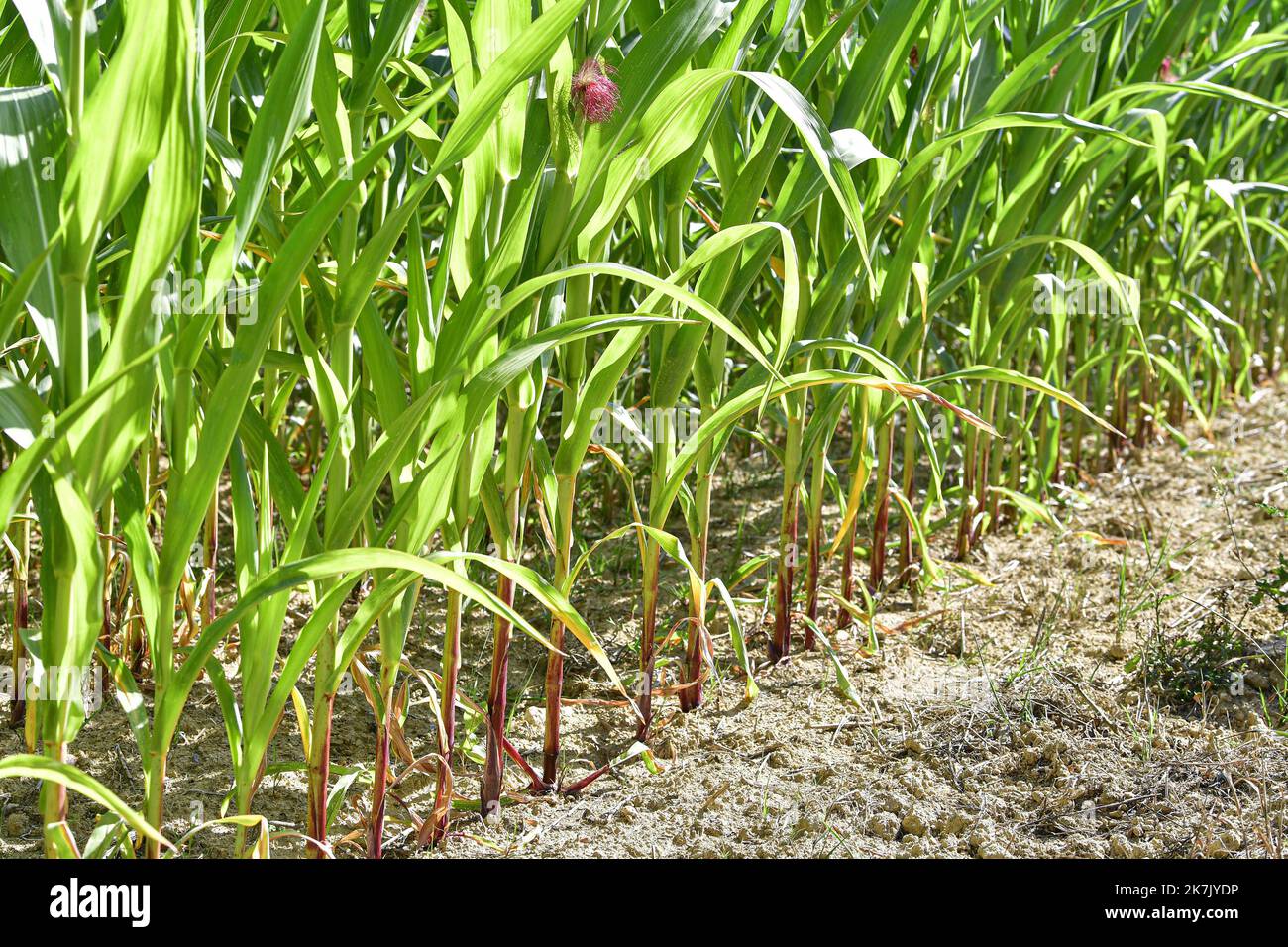 ©PHOTOPQR/OUEST FRANCE/Vincent MICHEL ; Chasne sur Illet ; 01/08/2022 ; Illustration de la sécheresse touchant les semences de mais en bretagne Photo Vincent Michel / Ouest-France - Chasne sur Illet, Francia, agosto 1st 2022. Campo di mais che soffre di siccità. 57 dipartimenti francesi in alto allarme. Foto Stock