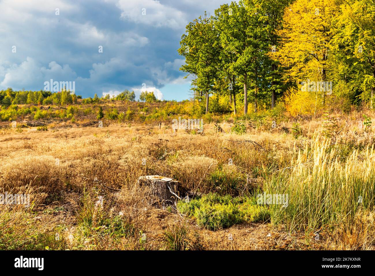 Laubfärbung Landschaftsbild im Herbst Foto Stock