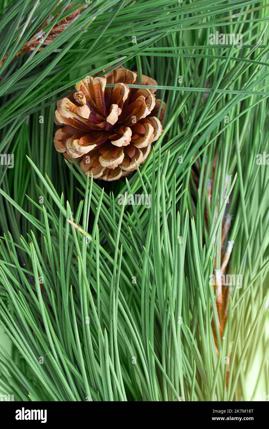 Ramo di pino con aghi con cono marrone. Sfondo naturale. Autunno, inverno, natura Foto Stock
