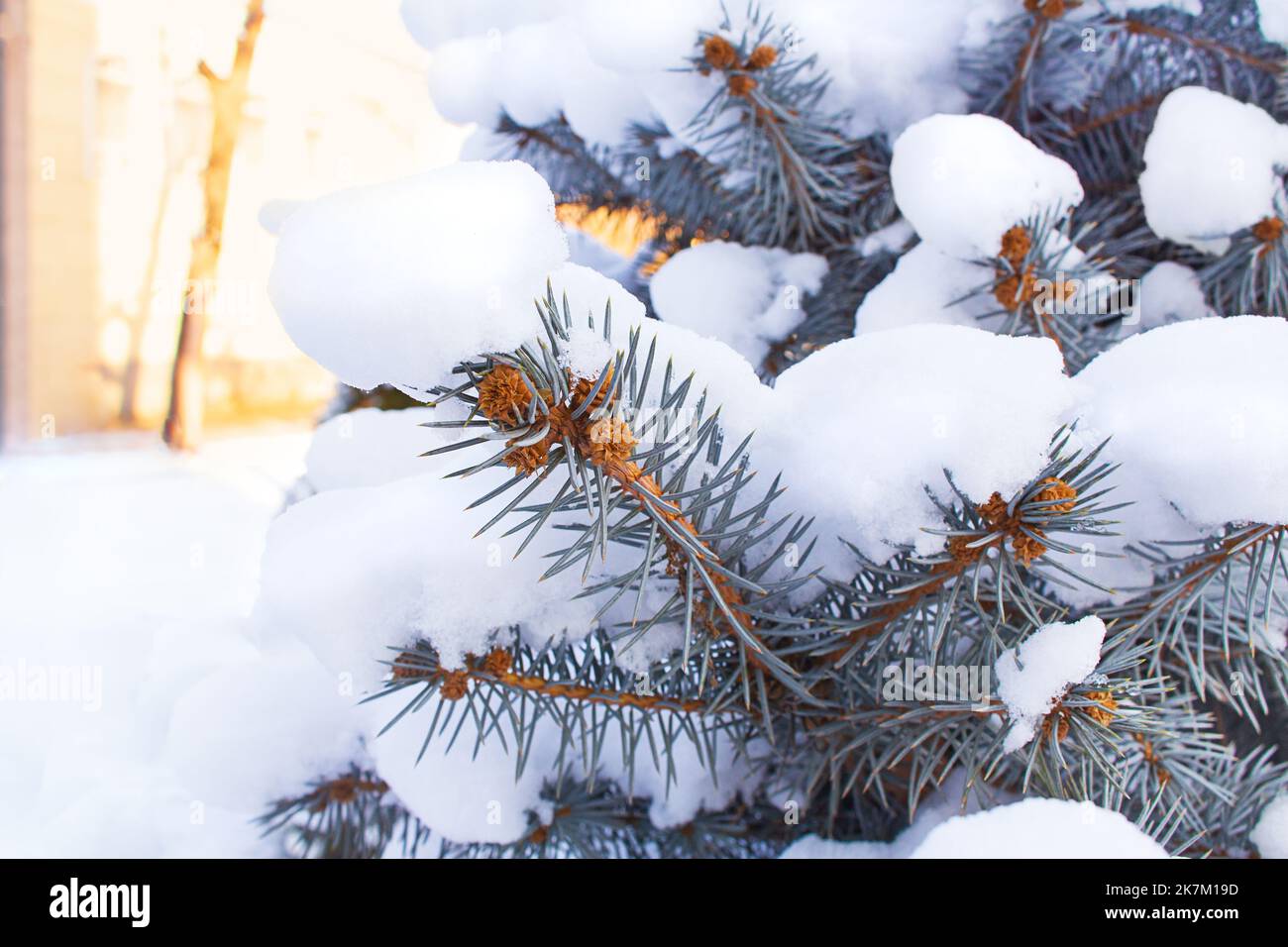 Abete rosso con aghi ricoperti di neve. Sfondo naturale. Autunno, inverno, natura Foto Stock