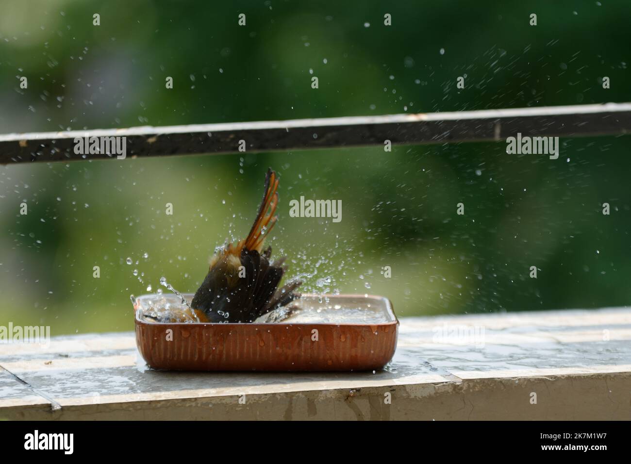 Extreme Bird Sport - Ginnastica da bagno degli uccelli e gioiosa ginnastica in un piccolo bagno di uccelli marroni - belle immagini d'azione con spruzzi d'acqua Foto Stock