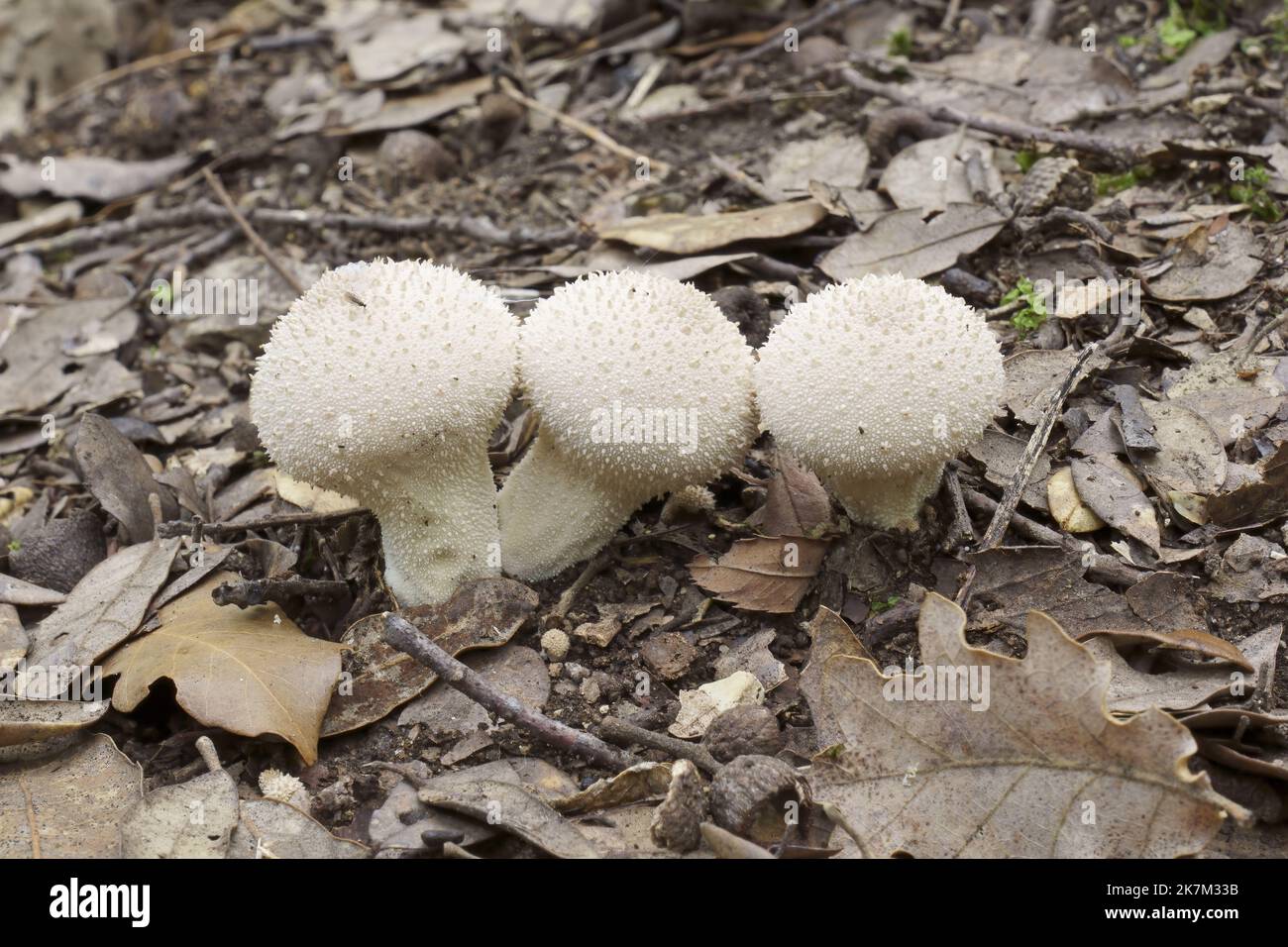 Tre esemplari di fungo di palla di puffball, Lycooperdon perlatum, nature Foto Stock