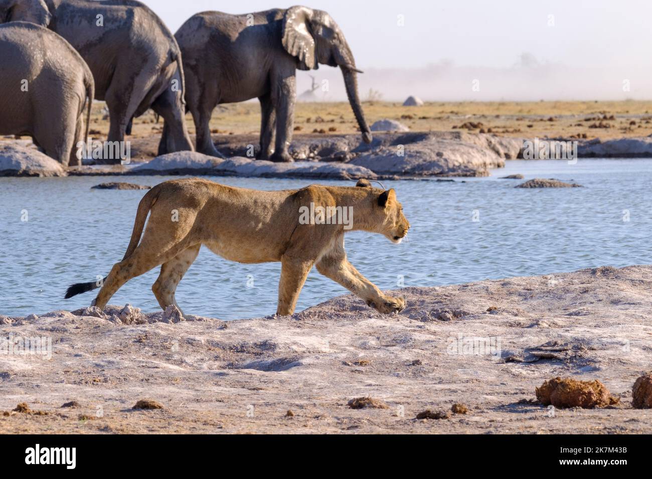 La leonessa (Panthera leo) attraversa una buca d'acqua di fronte. Dietro gli elefanti. Nxai Pan, Botswana, Africa Foto Stock