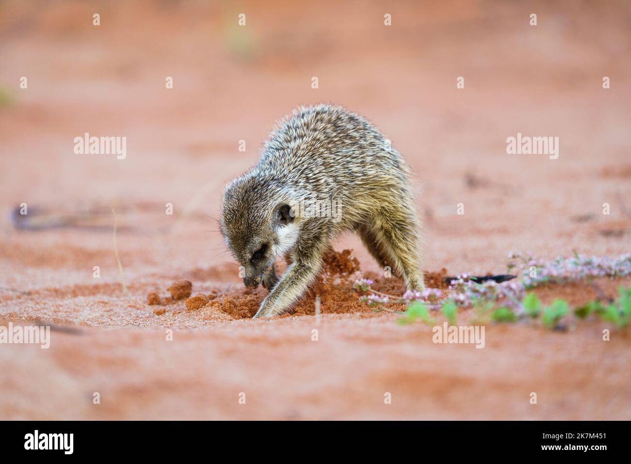 Meerkat baby (Suricata suricatta) scava in terra rossa per insetti, critters, cibo. Kalahari, Kgalagadi Transfrontier Park, Sudafrica Foto Stock