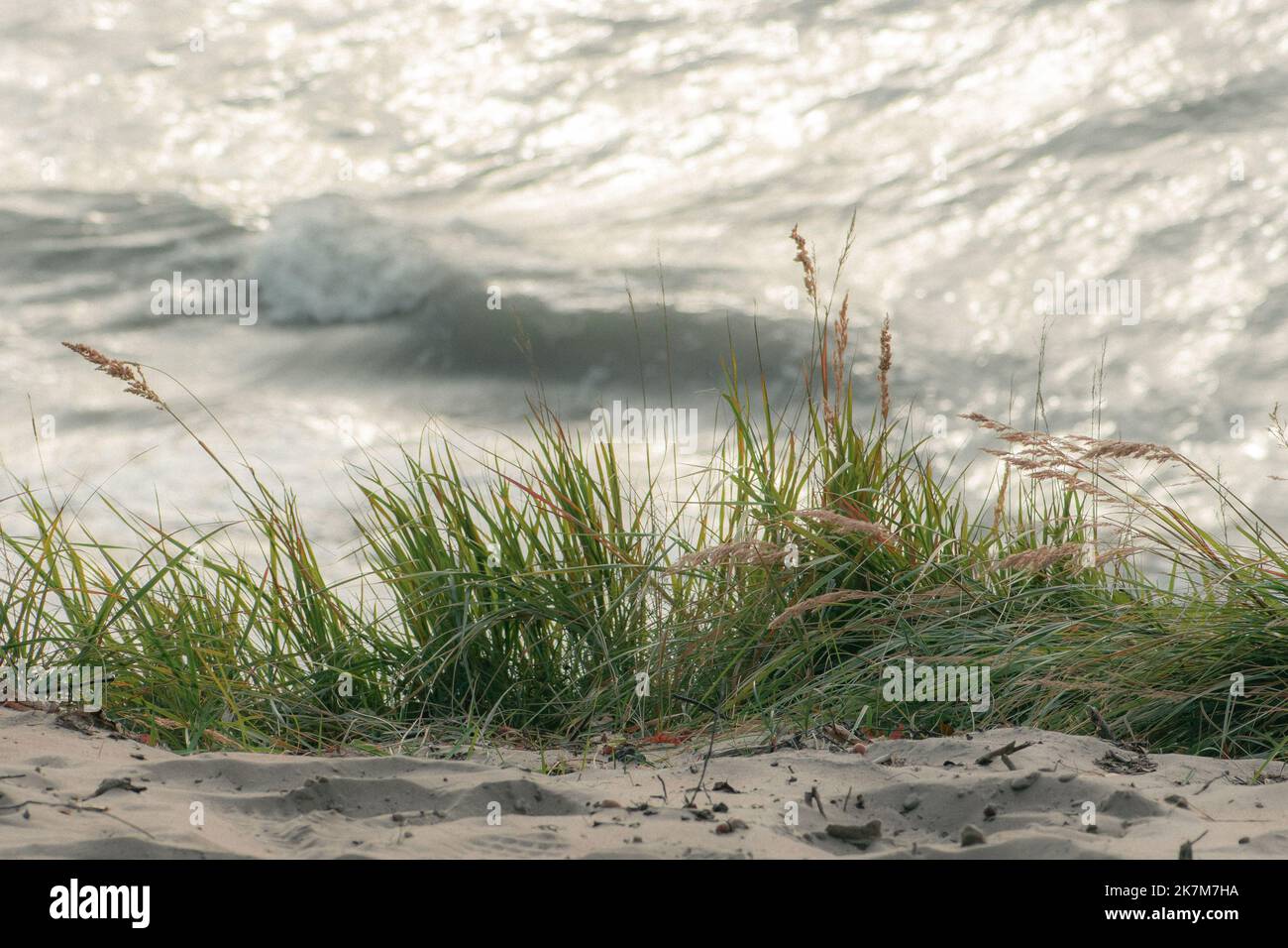 Bel mare grigio con onde e spiaggia sabbiosa con canne ed erba secca tra le dune, concetto di viaggio e vacanze, paesaggio marino sul Baltico Foto Stock