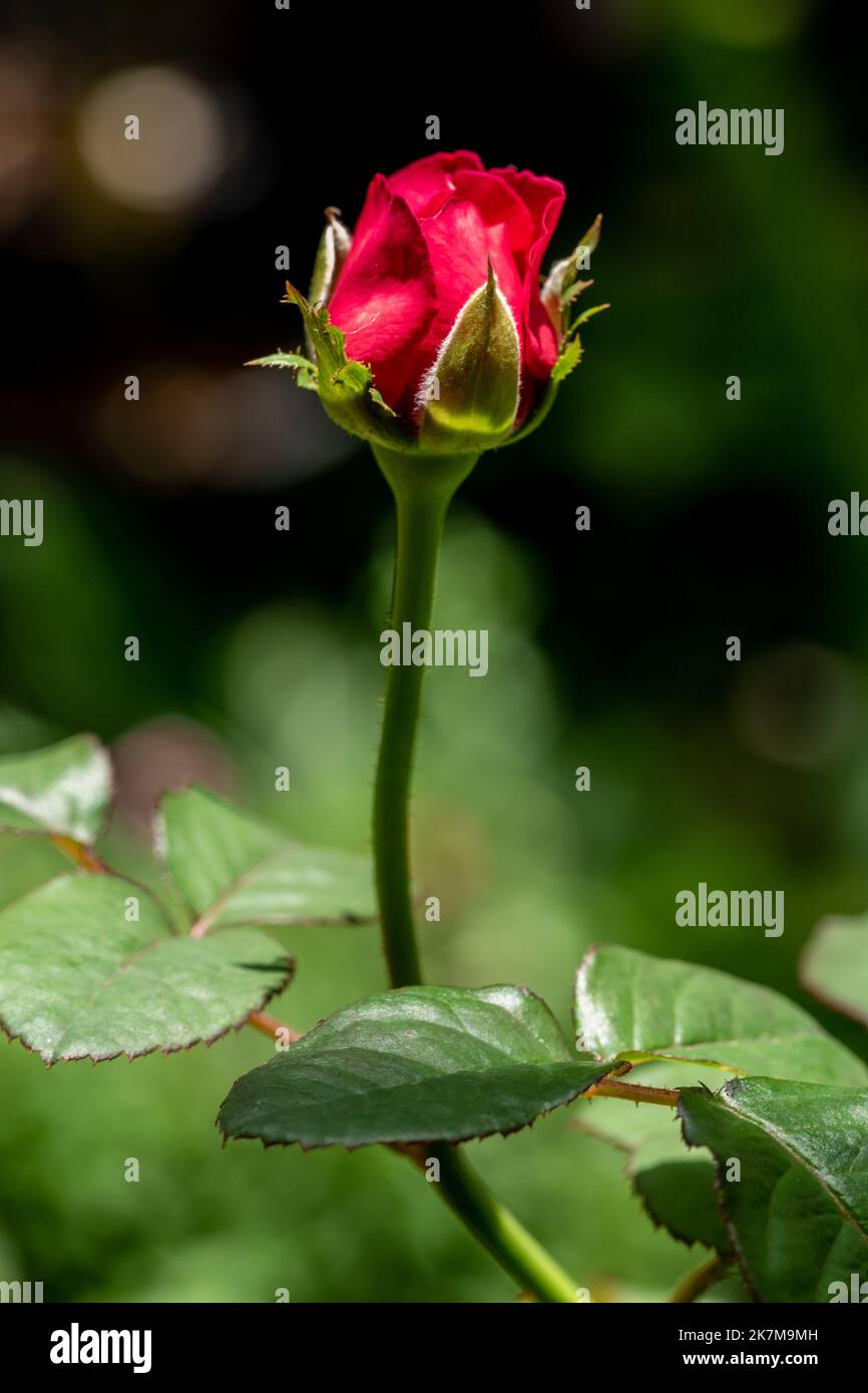 Forma e colori della principessa Kishi rose che fioriscono Foto Stock