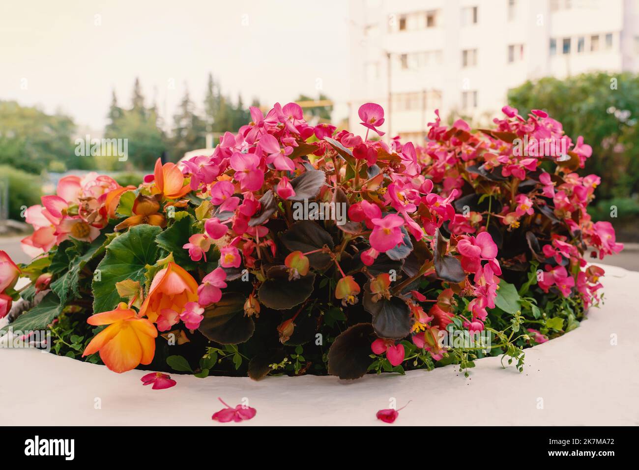 Bella Begonia grande-fiorita nel paesaggio urbano. Diverse varietà di piante di begonia Begonia Rex Cultorum Begonia hiemalis in pentole sulla strada Foto Stock