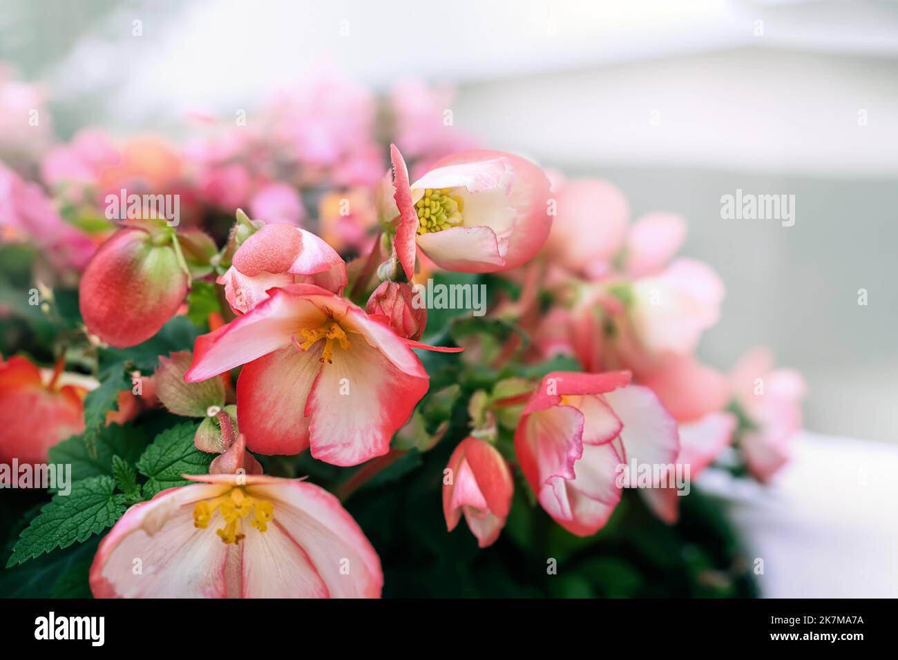 Bella Begonia grande-fiorita nel paesaggio urbano. Diverse varietà di piante di begonia Begonia Rex Cultorum Begonia hiemalis in pentole sulla strada Foto Stock
